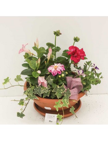 Composition cimetière 5 plantes ton rouge + Déco