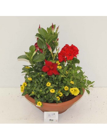 Composition de plantes de saison